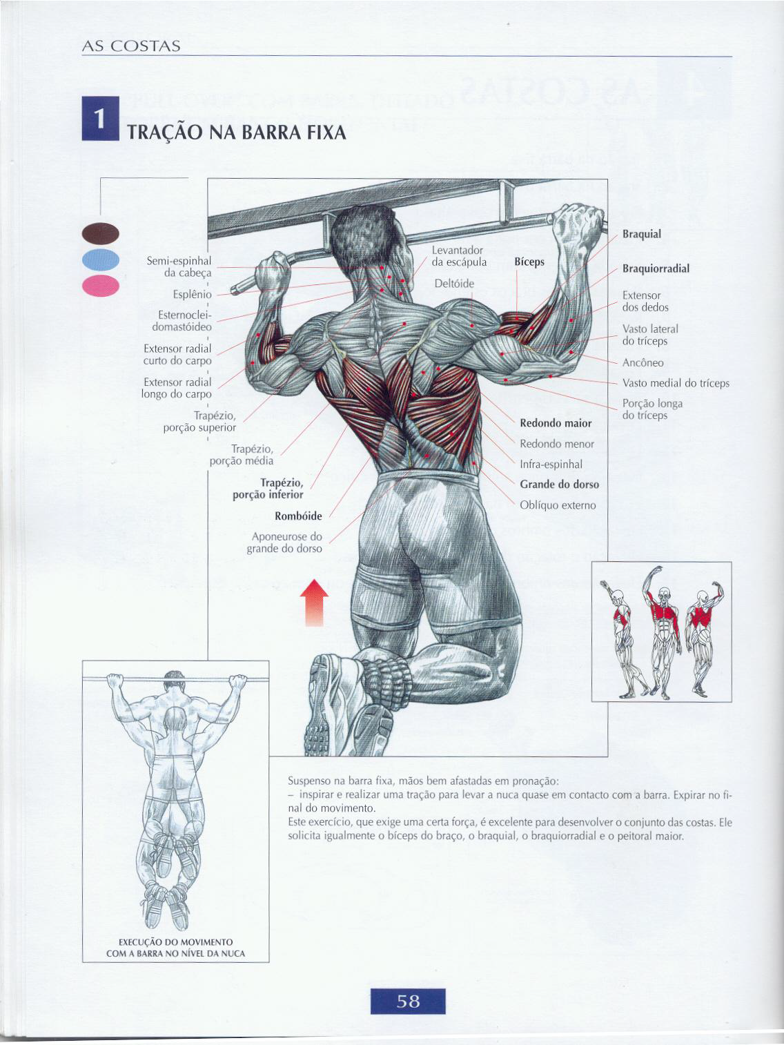 Exercicios para costas  Body Building Musculação